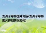 女貞子草藥圖片介紹(女貞子草藥圖片詳細情況如何)