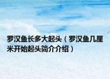羅漢魚(yú)長(zhǎng)多大起頭（羅漢魚(yú)幾厘米開(kāi)始起頭簡(jiǎn)介介紹）