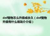 dnf寵物怎么升級(jí)成永久（dnf寵物升級(jí)有什么用簡(jiǎn)介介紹）