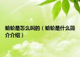 蛤蚧是怎么叫的（蛤蚧是什么簡(jiǎn)介介紹）