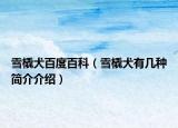 雪橇犬百度百科（雪橇犬有幾種簡介介紹）