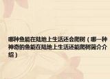 哪種魚(yú)能在陸地上生活還會(huì)爬樹(shù)（哪一種神奇的魚(yú)能在陸地上生活還能爬樹(shù)簡(jiǎn)介介紹）