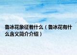 魯冰花象征著什么（魯冰花有什么含義簡(jiǎn)介介紹）