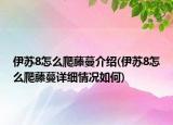 伊蘇8怎么爬藤蔓介紹(伊蘇8怎么爬藤蔓詳細情況如何)