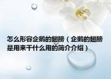 怎么形容企鵝的翅膀（企鵝的翅膀是用來干什么用的簡介介紹）