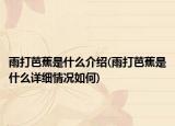 雨打芭蕉是什么介紹(雨打芭蕉是什么詳細(xì)情況如何)