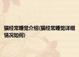 貓經(jīng)常睡覺(jué)介紹(貓經(jīng)常睡覺(jué)詳細(xì)情況如何)