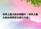 世界上最大的水蚺圖片（世界上最大的水蚺有多長簡介介紹）