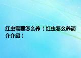 紅蟲需要怎么養(yǎng)（紅蟲怎么養(yǎng)簡介介紹）