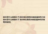 香葉是什么樹的葉子(香葉樹在陜西河南能栽種嗎介紹 香葉是什么樹的葉子 香葉樹在陜西河南能栽種嗎詳細(xì)情況如何)