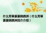 什么芳草萋萋鸚鵡洲（什么芳草萋萋鸚鵡洲簡(jiǎn)介介紹）