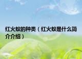 紅火蟻的種類（紅火蟻是什么簡介介紹）