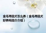 金毛尋回犬怎么養(yǎng)（金毛尋回犬好養(yǎng)嗎簡(jiǎn)介介紹）