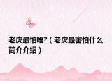 老虎最怕啥?（老虎最害怕什么簡介介紹）