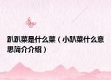 趴趴菜是什么菜（小趴菜什么意思簡介介紹）