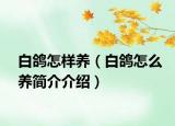 白鴿怎樣養(yǎng)（白鴿怎么養(yǎng)簡(jiǎn)介介紹）