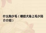 什么狗少毛（哪些犬身上毛少簡(jiǎn)介介紹）