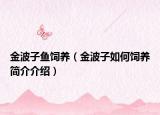 金波子魚飼養(yǎng)（金波子如何飼養(yǎng)簡介介紹）