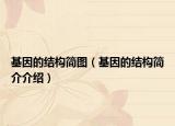 基因的結(jié)構(gòu)簡圖（基因的結(jié)構(gòu)簡介介紹）