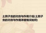 土狗子蟲的功效與作用介紹(土狗子蟲的功效與作用詳細(xì)情況如何)