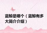 藍(lán)鯨是哪個（藍(lán)鯨有多大簡介介紹）