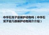 中華石龍子是保護(hù)動物嗎（中華石龍子是幾級保護(hù)動物簡介介紹）