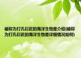 被稱為打孔巨匠的海洋生物是介紹(被稱為打孔巨匠的海洋生物是詳細(xì)情況如何)