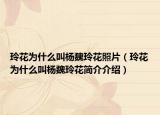 玲花為什么叫楊魏玲花照片（玲花為什么叫楊魏玲花簡介介紹）