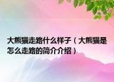 大熊貓走路什么樣子（大熊貓是怎么走路的簡介介紹）