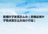 紫檀葉子發(fā)黑怎么辦（黑檀盆景葉子有點落怎么辦簡介介紹）