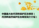 中國最大的丹頂鶴保護(hù)區(qū)在哪里（丹頂鶴自然保護(hù)區(qū)在哪里簡(jiǎn)介介紹）