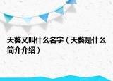 天葵又叫什么名字（天葵是什么簡(jiǎn)介介紹）