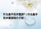 什么魚不在水里游?（什么魚不在水里游簡介介紹）