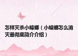 怎樣滅殺小蟑螂（小蟑螂怎么消滅最徹底簡介介紹）