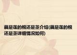 藕是蓮的根還是莖介紹(藕是蓮的根還是莖詳細(xì)情況如何)