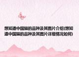 想知道中國貓的品種及其圖片介紹(想知道中國貓的品種及其圖片詳細(xì)情況如何)