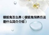 銀狐兔怎么養(yǎng)（銀狐兔飼養(yǎng)方法是什么簡介介紹）