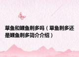 草魚和鯉魚刺多嗎（草魚刺多還是鯉魚刺多簡介介紹）