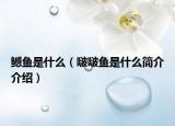 鳡魚(yú)是什么（啵啵魚(yú)是什么簡(jiǎn)介介紹）