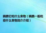 鸚鵡它吃什么食物（鸚鵡一般吃些什么食物簡介介紹）