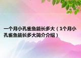 一個月小孔雀魚能長多大（1個月小孔雀魚能長多大簡介介紹）