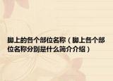 腳上的各個部位名稱（腳上各個部位名稱分別是什么簡介介紹）