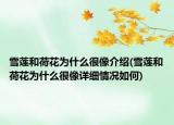 雪蓮和荷花為什么很像介紹(雪蓮和荷花為什么很像詳細(xì)情況如何)