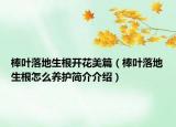 棒葉落地生根開花美篇（棒葉落地生根怎么養(yǎng)護簡介介紹）