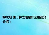 種太陽 梗（種太陽是什么梗簡介介紹）