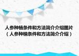 人參種植條件和方法簡介介紹圖片（人參種植條件和方法簡介介紹）