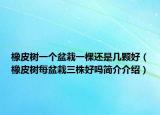 橡皮樹(shù)一個(gè)盆栽一棵還是幾顆好（橡皮樹(shù)每盆栽三株好嗎簡(jiǎn)介介紹）