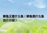 鯽魚(yú)又是什么魚(yú)（鯽魚(yú)是什么魚(yú)簡(jiǎn)介介紹）