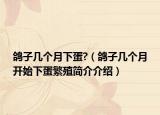 鴿子幾個(gè)月下蛋?（鴿子幾個(gè)月開始下蛋繁殖簡介介紹）