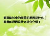 揠苗助長中的揠苗的原因是什么（揠苗的原因是什么簡介介紹）